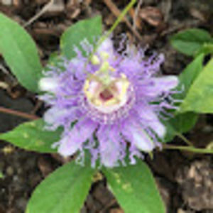 Meet your Posher, Davina